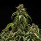 Preview: Samen 3x Orion F1 Automatik Royalqueenseeds
